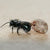 Mason Bee Cocoons 3
