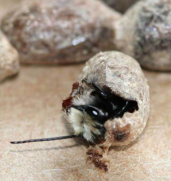 Mason Bee Cocoons 2