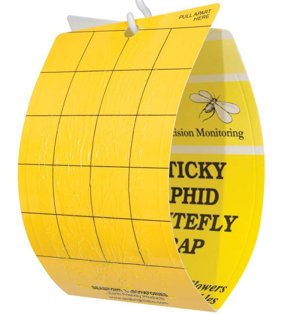 Sticky Aphid and Whitefly Traps