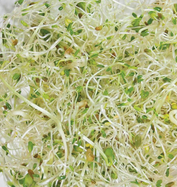 Go Go Sprouting Seeds Organic