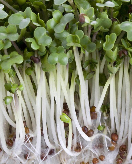 Broccoli Organic Sprouting Seeds