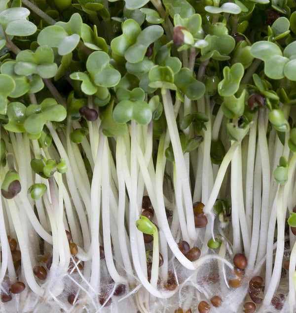 Broccoli Organic Sprouting Seeds