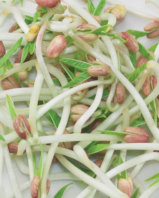 How to grow sprouts Mung Beans Organic